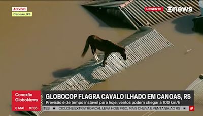 Un caballo atrapado en el tejado de una casa por las inundaciones en Brasil