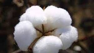 FAO-PCCC research collaboration to enhance cotton production