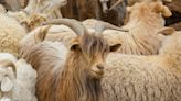 PETA Fires FTC Salvo at ‘Ethical’ Cashmere