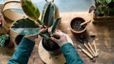 How to Revive a Dying Houseplant—and When It’s Time to Say Goodbye