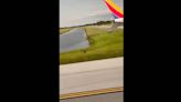 ‘Gator on the runway’: Florida passenger spotted it from plane -- what her video shows