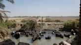 Drought imperils Iraq's water buffalo and a child's way of life