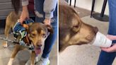 Shelter dog delighted by field trip treat after 290 days in kennel