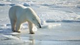 Prolonged ice-free periods putting Hudson Bay polar bear population at risk of extinction: Study