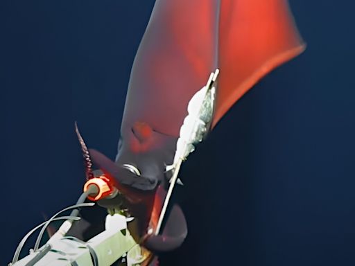Rare deep-sea squid filmed at depth