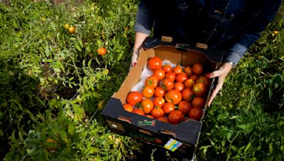 Tales from Utah Valley: Garden time is sharing time