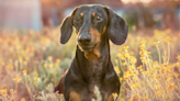 Woman Finds Genius Way for Her Dachshund to Enjoy Bike Rides All Summer Long