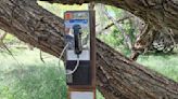 Meant to be? Arizona journey to spread parents’ ashes leads straight to ‘wind phone’