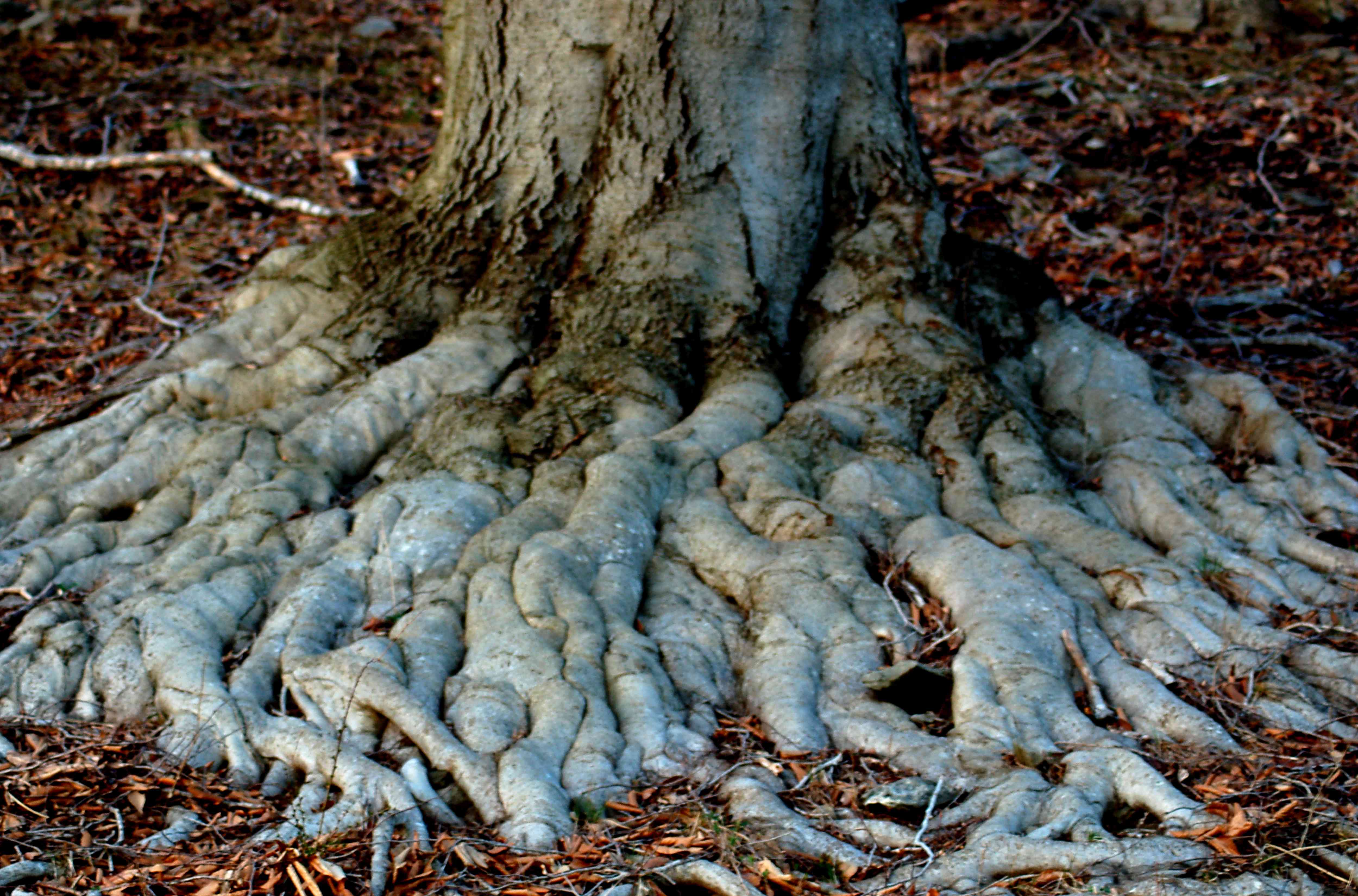 Killing Tree Roots Yourself Is Easy—Here's How to Do It