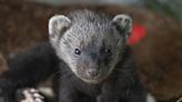 Orphaned Fisher Kit in the Sierra National Forest is Rescued and Rehabilitated by Fresno Chaffee Zoo and Yosemite National Park