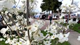 Fun and flowers: Orleans celebrates Dogwood Festival