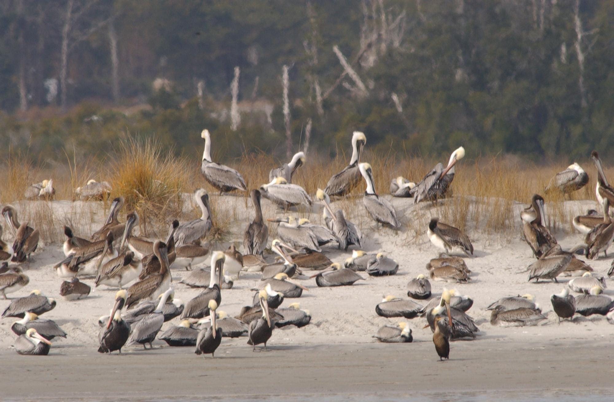 'Figure' it out: Why some call this wealthy New Hanover island the 'Hamptons of the South'