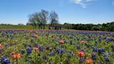 Still haven't taken your bluebonnet photo? This weekend is the Ennis Bluebonnet Festival