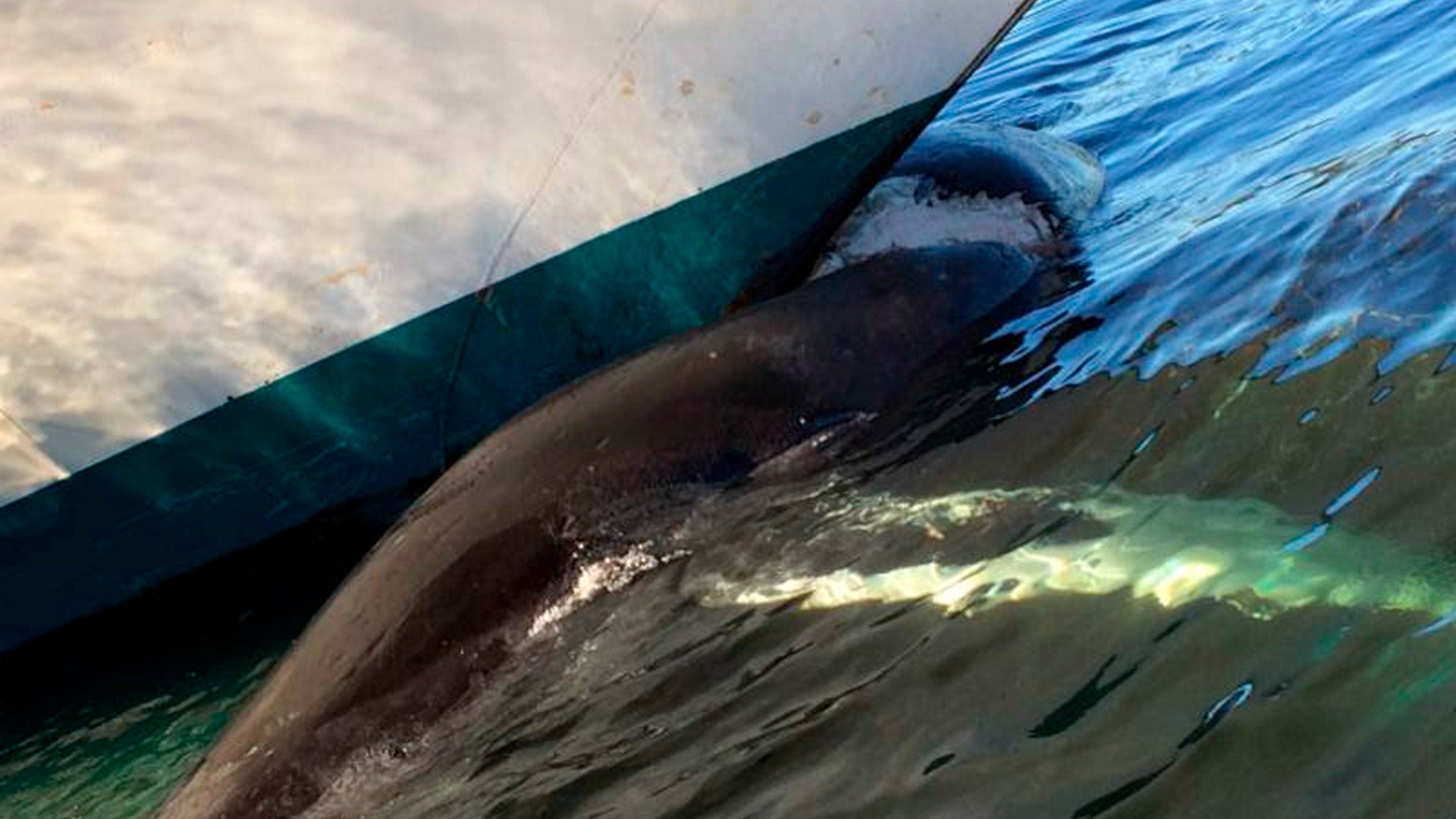 Cruise ship sails into New York City port with 44-foot dead whale across its bow