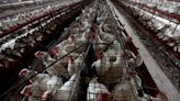 México investiga aún la causa de la muerte de un hombre con gripe aviar H5N2
