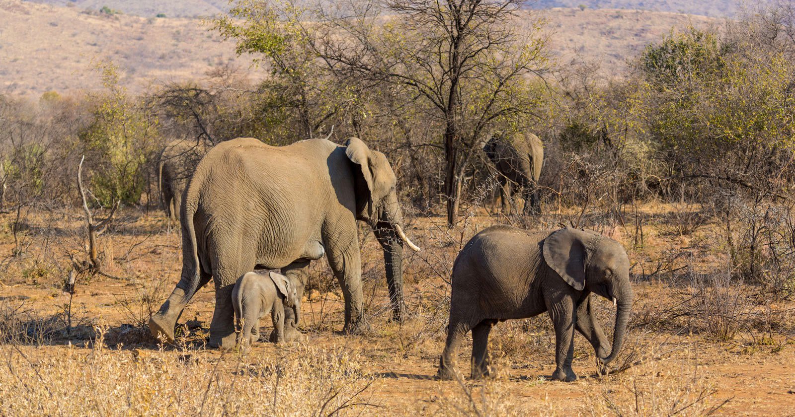 Safari Tourist Leaves Safety of Vehicle for Photo, Killed by Elephants