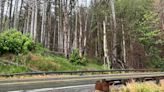 Rain subsides at Bolt Creek burn scar as locals brace for unusual June storm