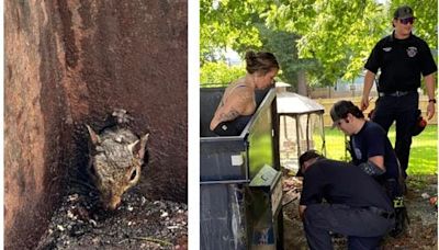 A squirrel is freed, a pony runs amok, and a man gets hit by falling onions - The Boston Globe