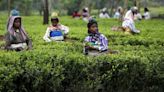 Chai pe karcha: Why your daily cup of tea might get costlier