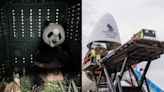 Le Le, Singapore's beloved giant panda, safely arrives in Chengdu for next phase of conservation journey