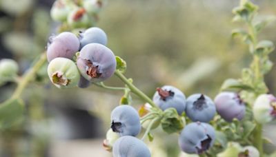 La fruta recomendada por Harvard para fortalecer la memoria