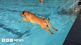 Ashby outdoor pool to host dog swimming for first time