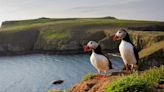 The tiny UK island that is wildlife haven - and 40,000 puffins call it home