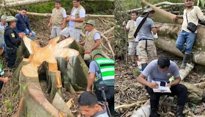 Los efectos de la Ley Antiforestal: destruyen más de 1.000 hectáreas de bosques en área natural protegida en San Martín