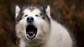 Study finds which dogs are more likely to reply to wolf howls