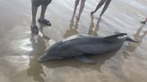 Officials offer $20k reward to identify beachgoers who harassed stranded dolphin that died on Texas beach