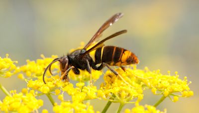 ‘Species to watch’: North Carolinians asked to be on lookout for invasive yellow-legged hornet nests