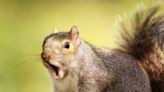 Video of Squirrels ‘Street Fighting’ in Guy’s Backyard Goes Viral