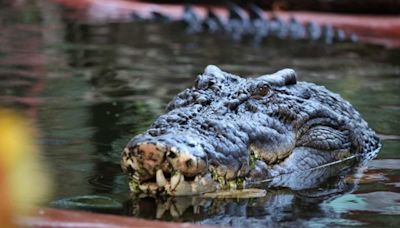 Entenda como seu celular provoca ataques de crocodilos na Indonésia