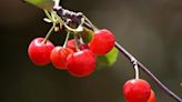 What is the tart cherry juice trend about? A guide to tart cherry juice: Benefits, drawbacks and more