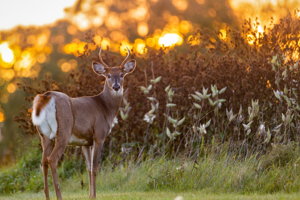 'Zombie deer disease' has now spread to 33 states in the US