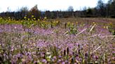 Now's the time to take care of next year's purple-blooming weeds