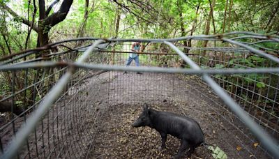 Wild pigs, conquering all Florida counties, are now taking over the US