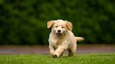 Camera Perfectly Captures Moment Golden Retriever Puppy Realizes His Crate Isn't Latched