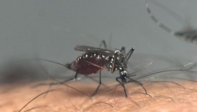 Santa Clara County to eradicate potentially lethal mosquito species