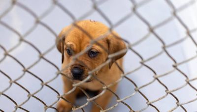 They sell caged puppies in a Walmart parking lot. NC cops and the store can’t stop them