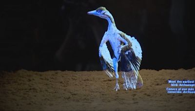 An Archaeopteryx, the ‘world’s most important fossil’ unveiled at Chicago's Field Museum