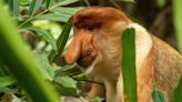 The Sexy Reason Why The Proboscis Monkey Has Such An Odd Nose