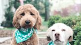 Pooch paradise: Two canine-friendly fundraisers return to Tuscaloosa this weekend