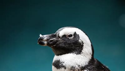 Georgia Aquarium Announces Arrival of African Penguin Chick with Sweet Celebration Video