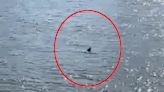 Woman films '5ft finned creature' swimming through London's river