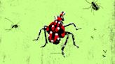 Hot bug summer: Tick, mosquito and spotted lanternfly outbreaks are making people crazy