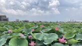 白河地租狂飆蓮花農北漂 彰化竹塘蓮田成熱點