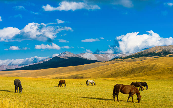 Modern Horses Trace Back 4,200 Years