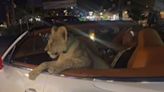 Three charged in Thailand after lion cub filmed riding in back of Bentley