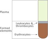 Hematocrit